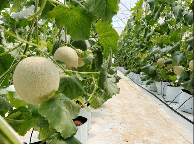 trồng dưa lưới vào tháng mấy