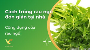 cách trồng ngò ôm đơn giản