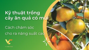 kỹ thuật trồng cây ăn quả có múi