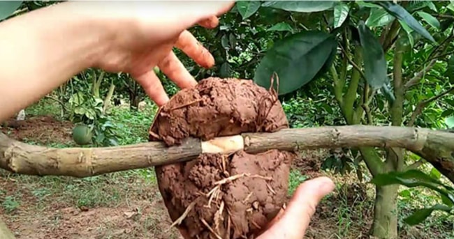 cách chiết cây nhãn