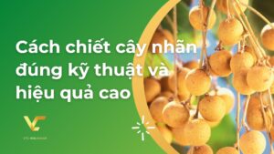cách chiết cây nhãn