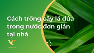 cách trồng cây lá dứa