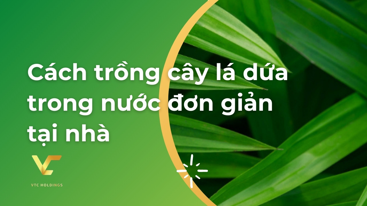cách trồng cây lá dứa