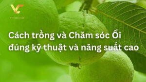 cách trồng ổi