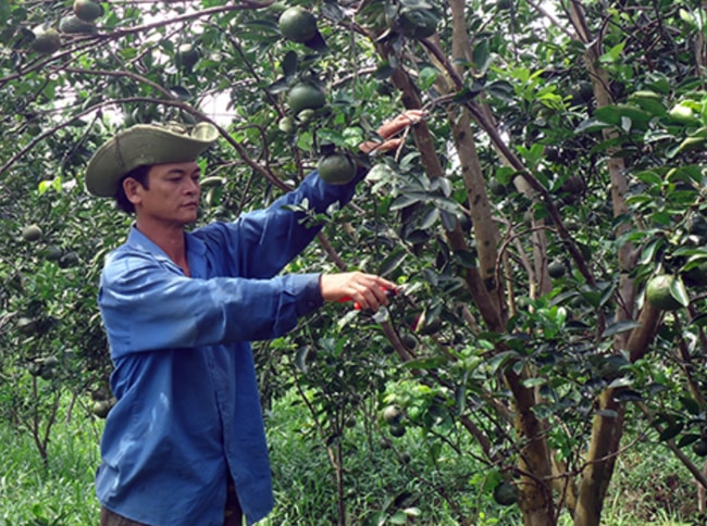 cắt tỉa tạo tán cho cây
