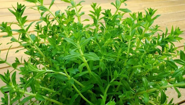 chăm sóc cho cây rau ngổ