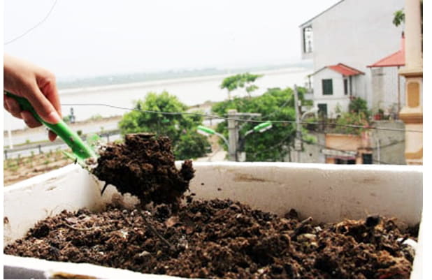 chuẩn bị đất trồng ổi