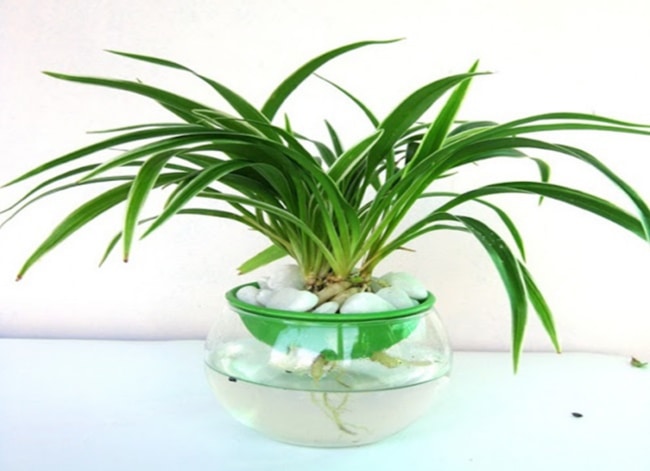 có tính thẩm mỹ cao