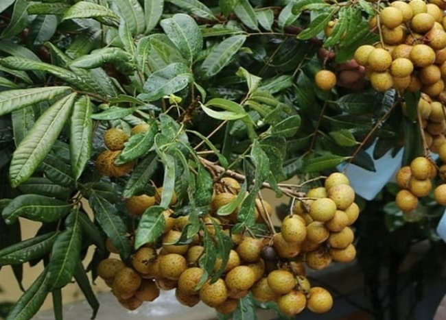 đặc tính cây nhãn