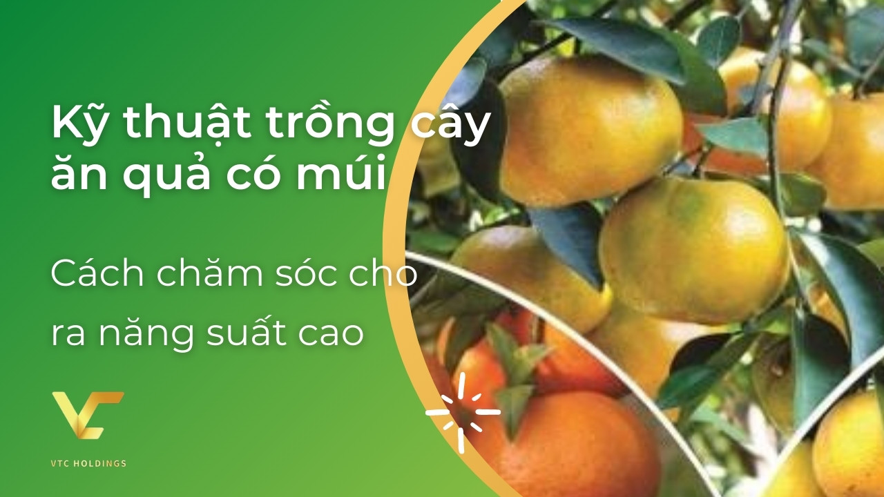 kỹ thuật trồng cây ăn quả có múi