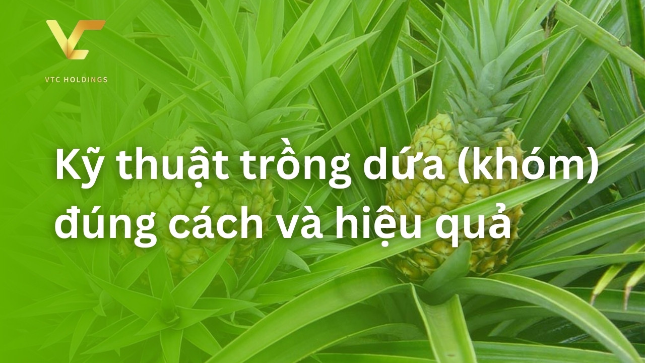 kỹ thuật trồng dứa