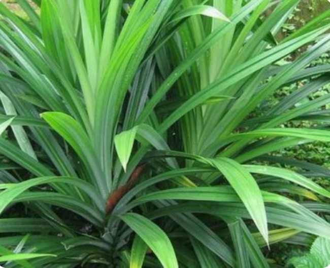 lợi ích của lá dứa