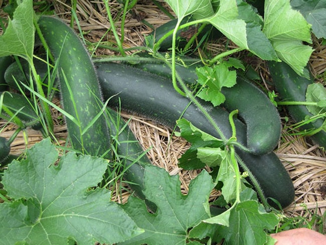 thời gian trồng bí đao