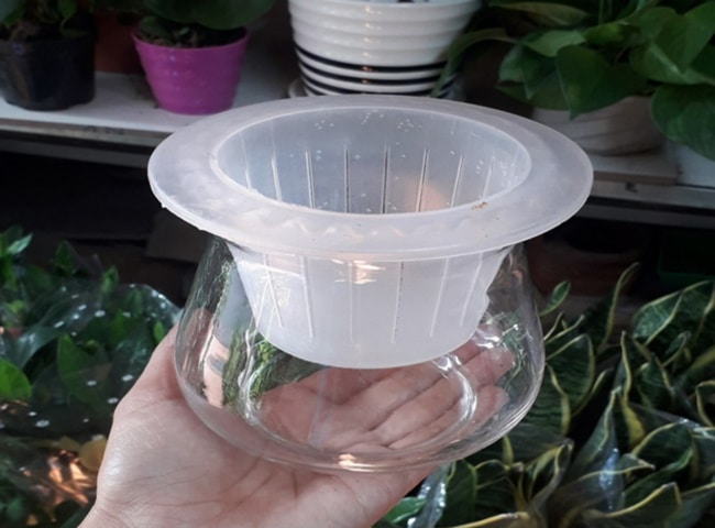 tiến hành trồng cây lá dứa