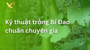 trồng bí đao