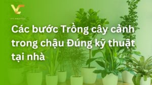 trồng cây trong chậu