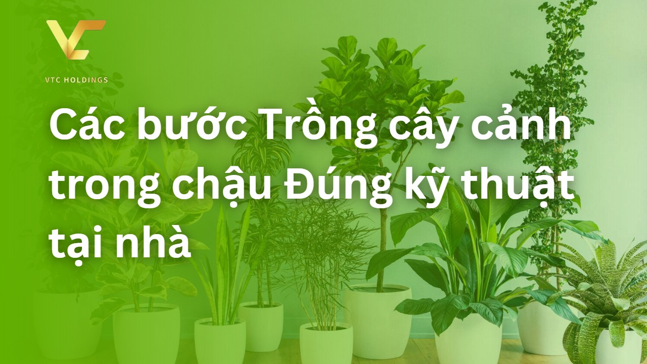 trồng cây trong chậu