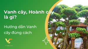 vanh cây là gì