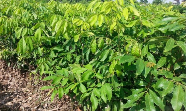 xử lý cành chiết