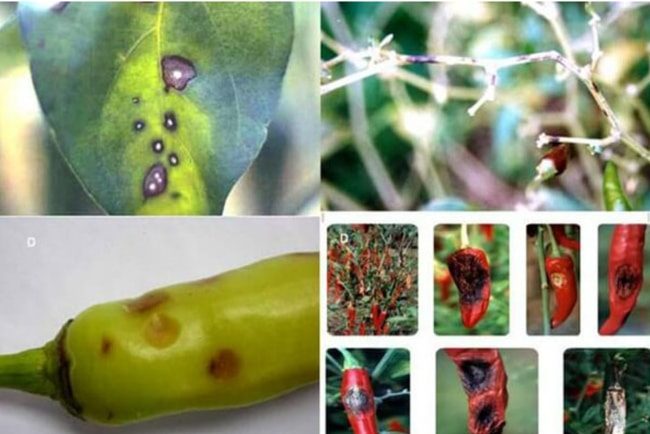 bệnh thán thư ớt