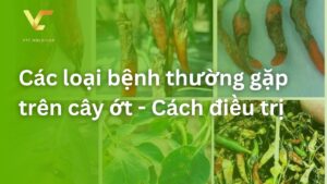 bệnh trên cây ớt