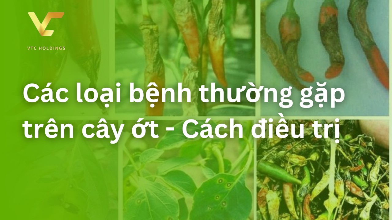 bệnh trên cây ớt