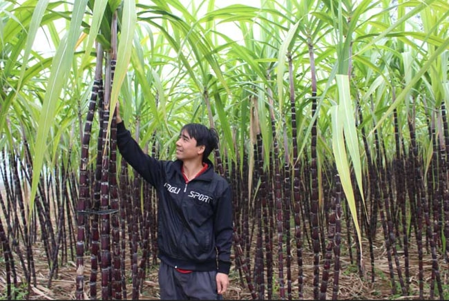 cách chăm sóc mía tím