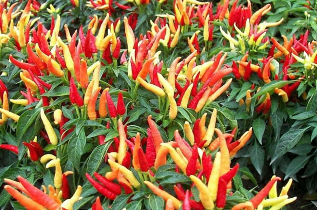 cách trị bệnh ớt bị thối trái