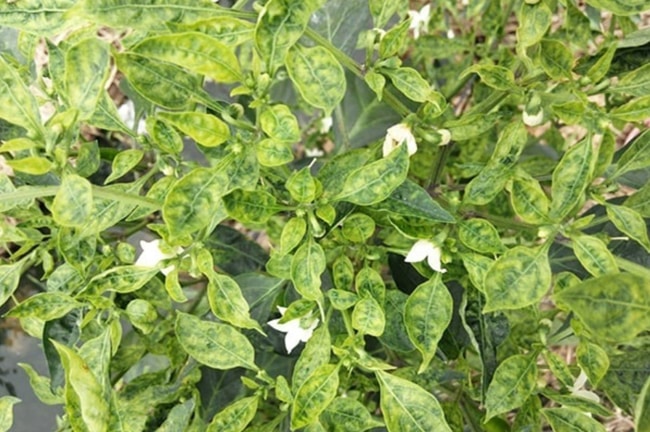 cách trị ớt bị vàng lá