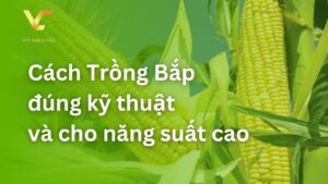 cách trồng bắp
