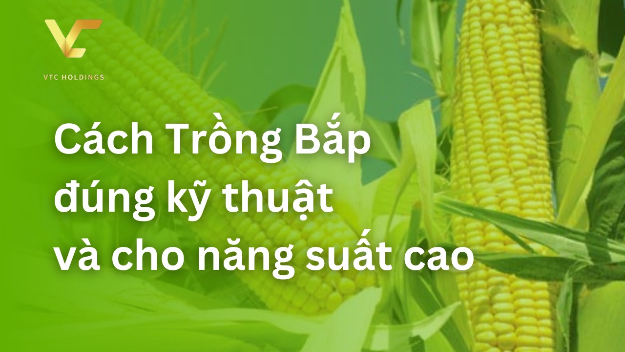 cách trồng bắp