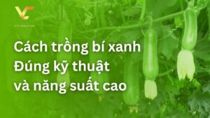 cách trồng bí xanh