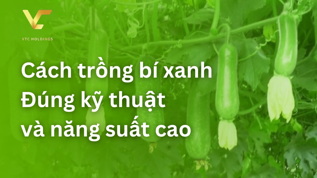 cách trồng bí xanh