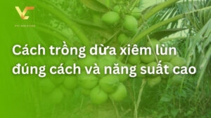 cách trồng dừa xiêm lùn