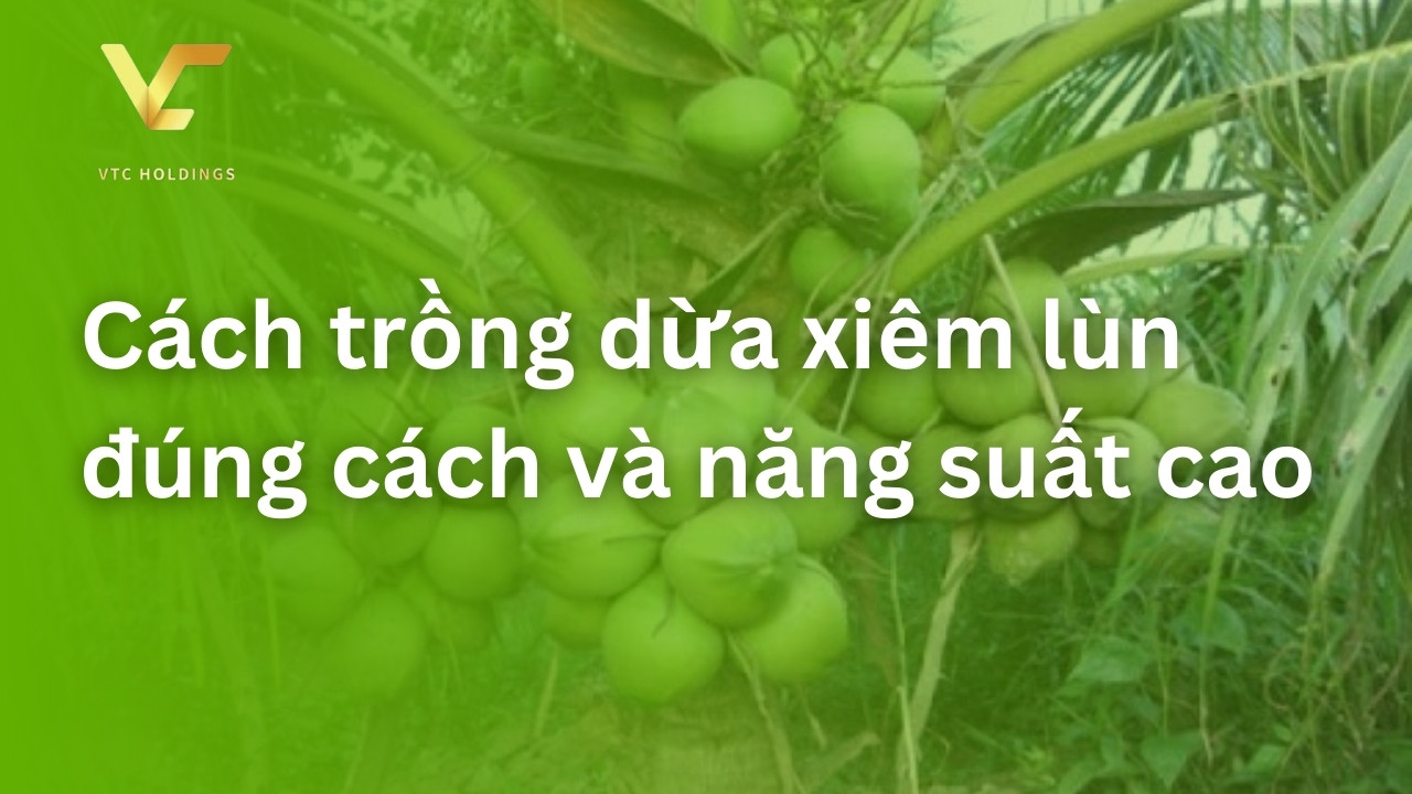 cách trồng dừa xiêm lùn