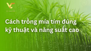 cách trồng mía tím