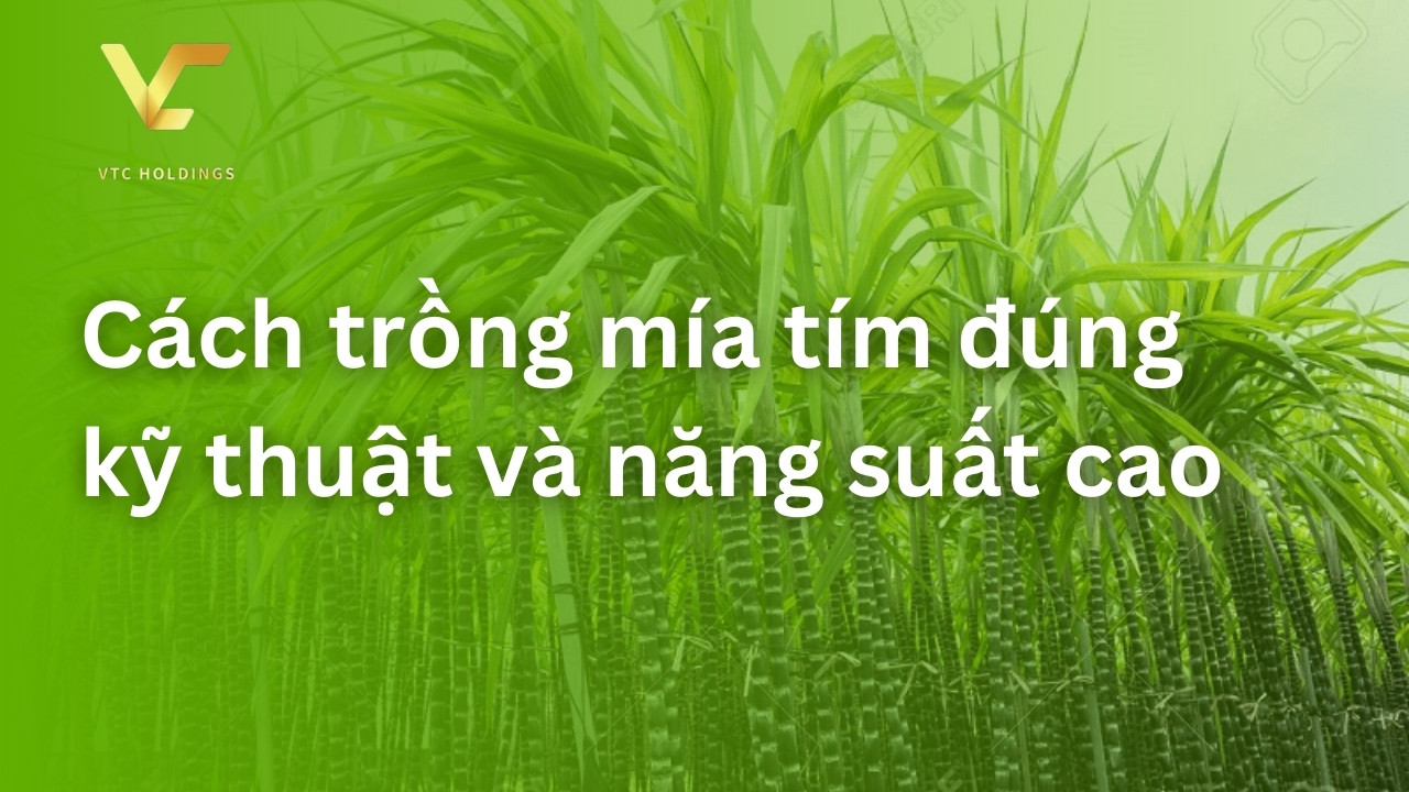 cách trồng mía tím