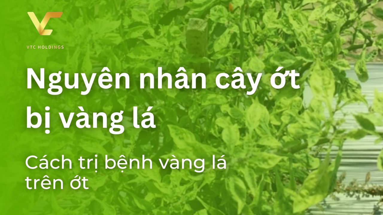 cây ớt bị vàng lá