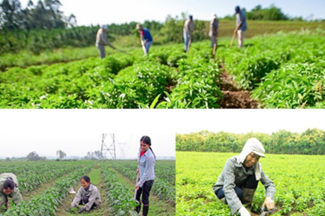 chăm sóc cây trồng