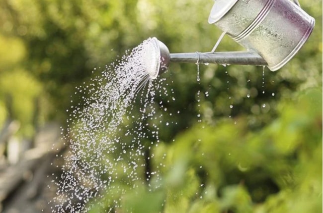 chăm sóc sau khi trồng