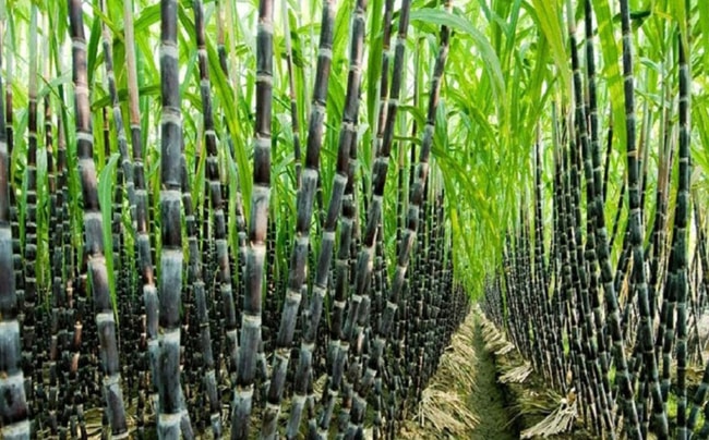 chọn đất trồng mía tím