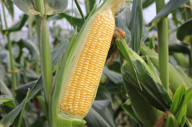 chọn giống bắp