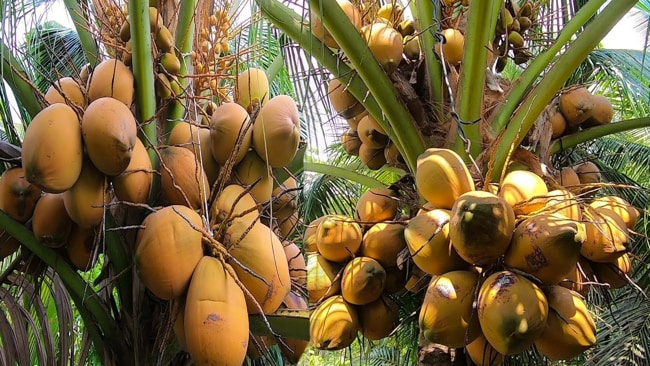 chọn giống dừa mã lai