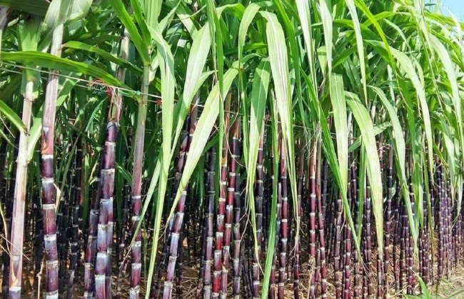 chọn giống mía tím