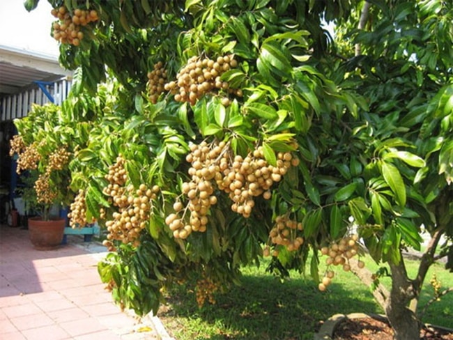 chọn giống nhãn