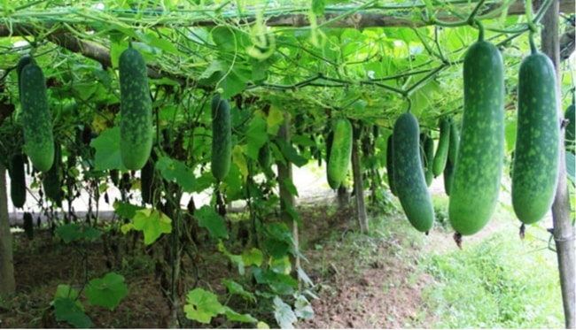 chọn thời điểm trồng bí xanh