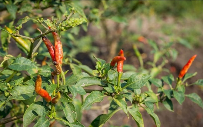 dấu hiệu ớt bị thối trái