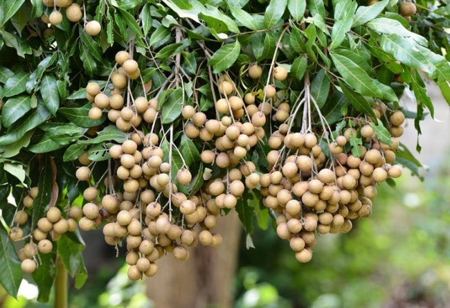 kỹ thuật trồng cây nhãn đúng cách