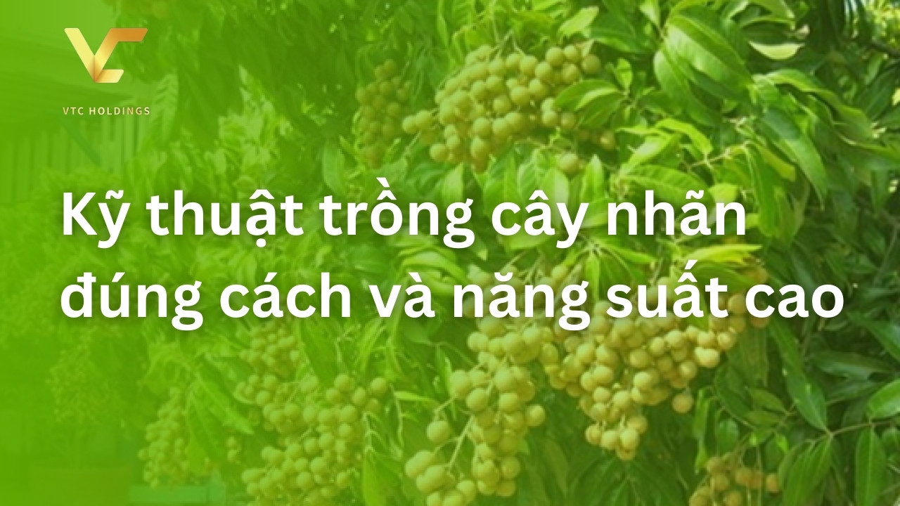 kỹ thuật trồng cây nhãn