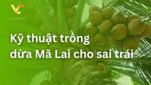 kỹ thuật trồng dừa mã lai